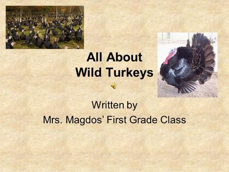 All About Wild Turkeys Written by Mrs. Magdos’ First Grade Class.
