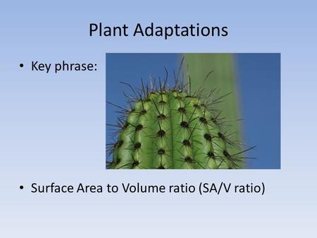 Plant Adaptations Key phrase: Surface Area to Volume ratio (SA/V ratio)
