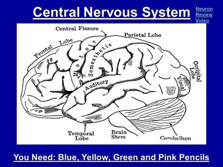 Central Nervous System You Need: Blue, Yellow, Green and Pink Pencils Neuron Review Video Neuron Review Video.