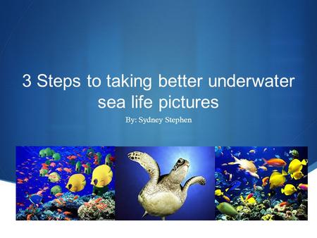  3 Steps to taking better underwater sea life pictures By: Sydney Stephen.