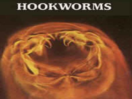 Causal Agent: The human hookworms include the nematode species, 1.Ancylostoma duodenale and 2.Necator americanus.