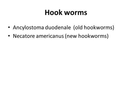 Hook worms Ancylostoma duodenale (old hookworms)