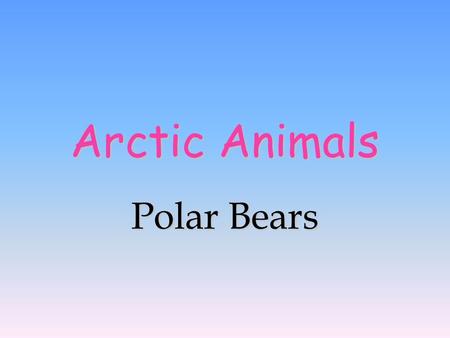 Arctic Animals Polar Bears.