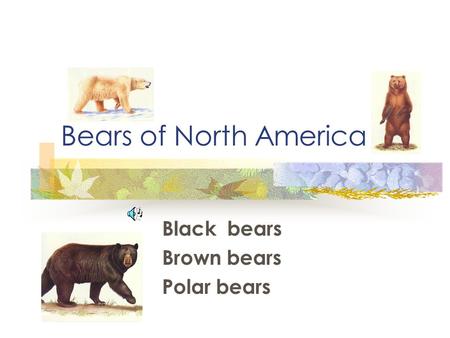 Bears of North America Black bears Brown bears Polar bears.