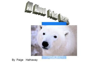 By Paige Hathaway. Around Polar Bears Polar Bears live at the top of the planet. Polar Bears in the top of the cold. Polar Bears live on ice. Polar Bears.