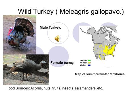 Wild Turkey ( Meleagris gallopavo.) Male Turkey. Female Turkey. Map of summer/winter territories. Food Sources: Acorns, nuts, fruits, insects, salamanders,