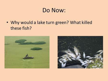 Do Now: Why would a lake turn green? What killed these fish?