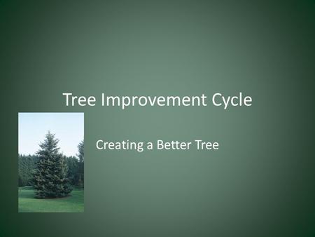 Tree Improvement Cycle