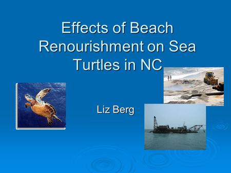 Effects of Beach Renourishment on Sea Turtles in NC Liz Berg.