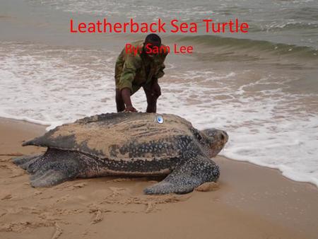 Leatherback Sea Turtle By: Sam Lee Body Description Largest of all living sea turtles. Can reach up to 6 feet. Can weigh up close to a ton (largest ever.