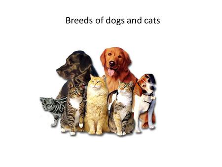 Breeds of dogs and cats. Dogs have lived with humans for thousands of years. Cats have been seen in ancient sketches from China to Egypt.