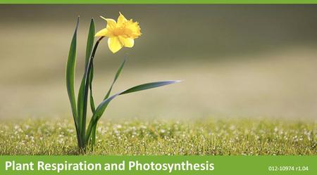 Plant Respiration and Photosynthesis 012-10974 r1.04.