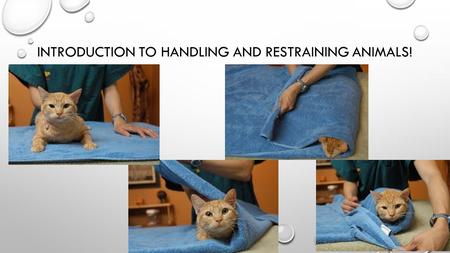 INTRODUCTION TO HANDLING AND RESTRAINING ANIMALS!.