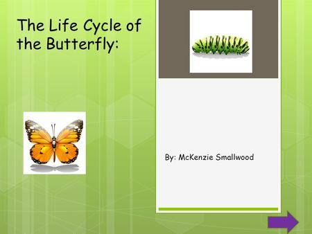 The Life Cycle of the Butterfly: