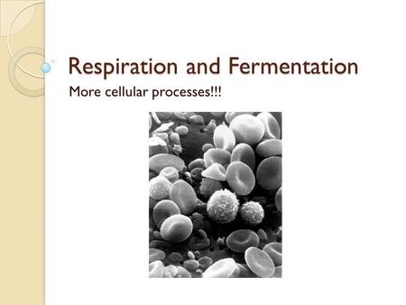 Respiration and Fermentation