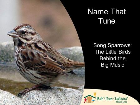 Song Sparrows: The Little Birds Behind the