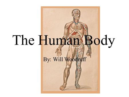 The Human Body By: Will Woodruff. The Respiratory System The respiratory system makes you breathe If you get lung cancer it could possibly hurt you or.