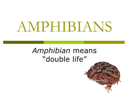 AMPHIBIANS Amphibian means “double life”. CLASSIFICATION  Eukaryote Domain Animal Kingdom  Phylum Chordata (vertebrates)  CLASS: FISH, AMPHIBIANS,