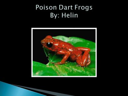 Introduction…………………………………........Page 3 Chapter 1: What are poison dart frogs?......Page 4 Chapter 2:Poison dart frog habitats…………Page 5 Chapter 3: Keep.