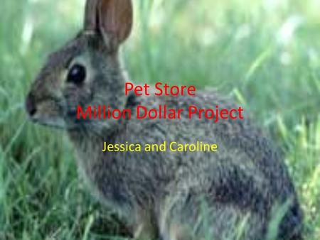 Pet Store Million Dollar Project Jessica and Caroline.
