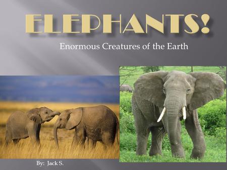 Enormous Creatures of the Earth