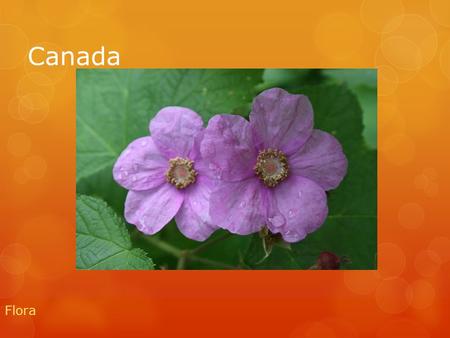 Canada Flora.