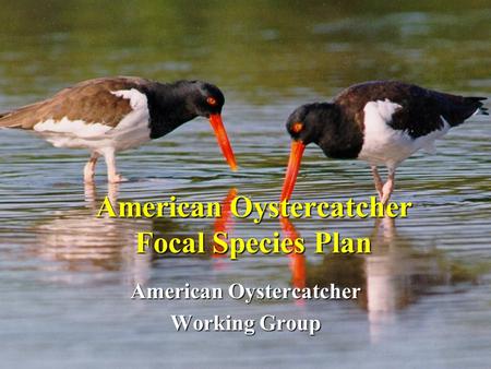 American Oystercatcher Focal Species Plan American Oystercatcher Working Group.