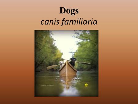 Dogs canis familiaria. History Ancestor to entire dog family- Miacis Lived 40-50 million years ago Father of modern dogs- Tomarctus From the Tomarctus,