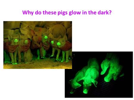 Why do these pigs glow in the dark?. Normal Pig Genes + GFP Jelly Fish Gene GFP – Green Fluorescent Pigment.