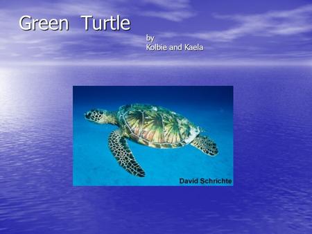 Green Turtle by Kolbie and Kaela. Habitat They live near coastlines and around islands and in bays. They especially are found in areas with sea grass.