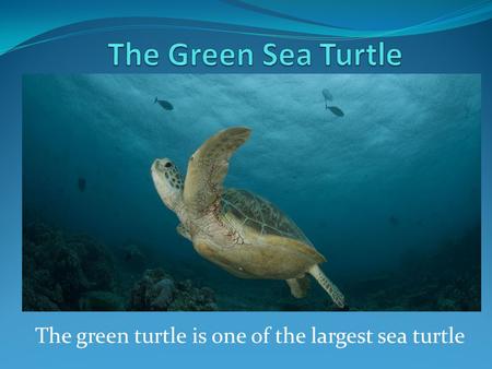 The green turtle is one of the largest sea turtle.