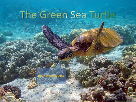 By Joshua Parletta. Animal Species Green turtle is a large sea turtle belonging to the family Cheloniidae. It is the only species in the genus Chelonia.