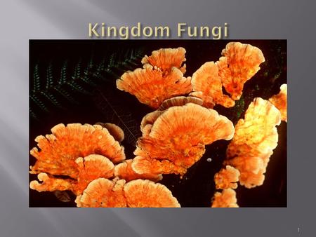 1.  Mushrooms, toadstools, mildews, yeasts and moulds are all members of this kingdom.  Some unicellular fungi, but most are multicellular.  Look similar.