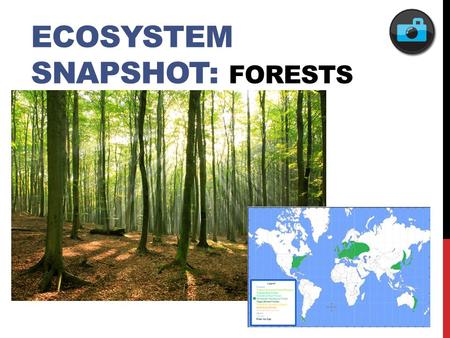 ECOSYSTEM SNAPSHOT: FORESTS. FEATURED POPULATION: EASTERN BOX TURTLE.