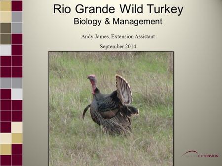 Rio Grande Wild Turkey Biology & Management Andy James, Extension Assistant September 2014.