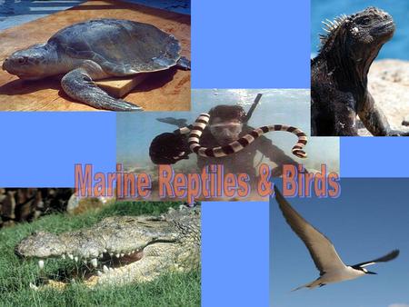 Marine Reptiles Sea turtles, sea snakes, marine lizards and salt-water crocodiles.Sea turtles, sea snakes, marine lizards and salt-water crocodiles. Tetrapods.