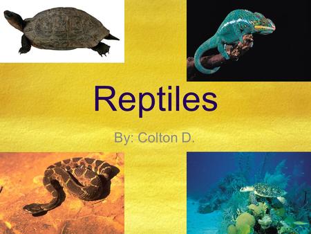 Reptiles By: Colton D..