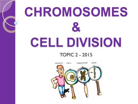 CHROMOSOMES & CELL DIVISION TOPIC 2 - 2015. CHROMOSOMES & CELL DIVISION Things to cover Chromosomes Karyotypes ◦ inc. chromosomal disorders Cell division: