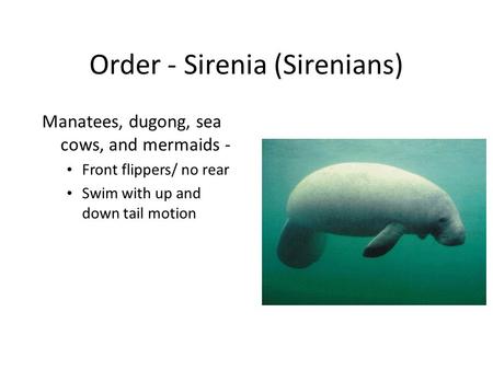 Order - Sirenia (Sirenians) Manatees, dugong, sea cows, and mermaids - Front flippers/ no rear Swim with up and down tail motion.