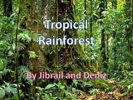 Tropical Rainforest By Jibrail and Deniz.