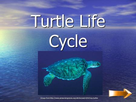 Turtle Life Cycle Image from http://www.answersingenesis.org/articles/am/v2/n3/sea-turtles.