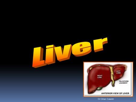 Dr Gihan Gawish. Liver - Anatomy and Physiology Largest organ in the body Three basic functions Metabolic Secretory Vascular Major function Excretion.