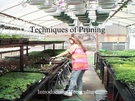 Techniques of Pruning Unit 33 Introduction Horticulture.
