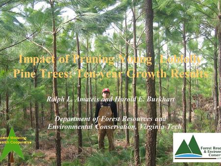 Impact of Pruning Young Loblolly Pine Trees: Ten-year Growth Results Ralph L. Amateis and Harold E. Burkhart Department of Forest Resources and Environmental.