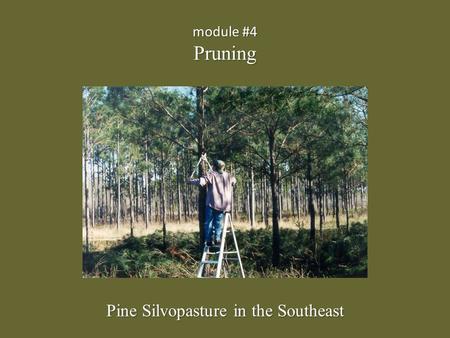 Module #4 Pruning Pine Silvopasture in the Southeast.