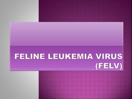 FELINE LEUKEMIA VIRUS (FeLV)