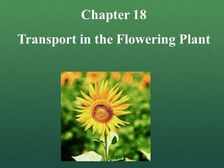 Transport in the Flowering Plant