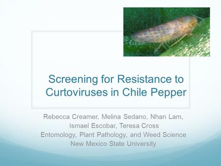 Screening for Resistance to Curtoviruses in Chile Pepper Rebecca Creamer, Melina Sedano, Nhan Lam, Ismael Escobar, Teresa Cross Entomology, Plant Pathology,