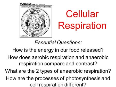 Cellular Respiration Essential Questions: