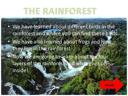 THE RAINFOREST We have learned about different birds in the rainforest and where you can find these birds. We have also learned about frogs and how they.